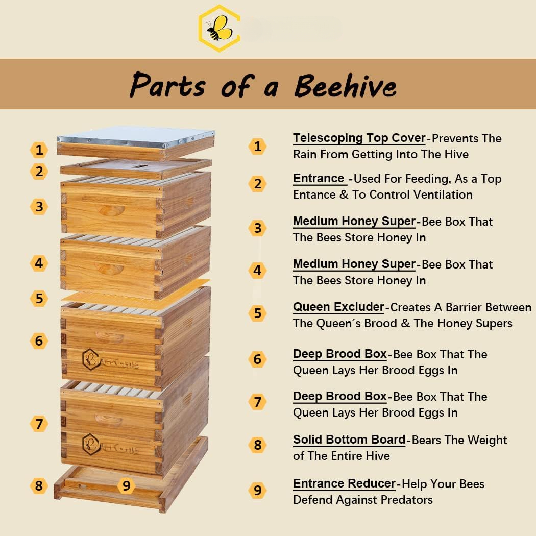 Beehive Frame Wax - 8 Frame Langstroth Bee Hive Coated